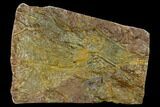 Silurian Fossil Crinoid (Scyphocrinites) Plate - Morocco #134240-1